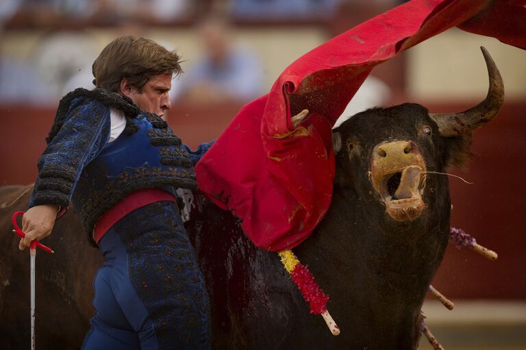 Испанский матадор выступает во время боя быков в Вальядолиде, Испания. Сентябрь 2016
