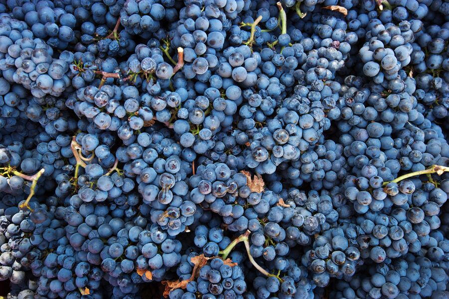 Винодельческое хозяйство UPPA Winery в Крыму