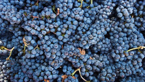 Винодельческое хозяйство UPPA Winery в Крыму