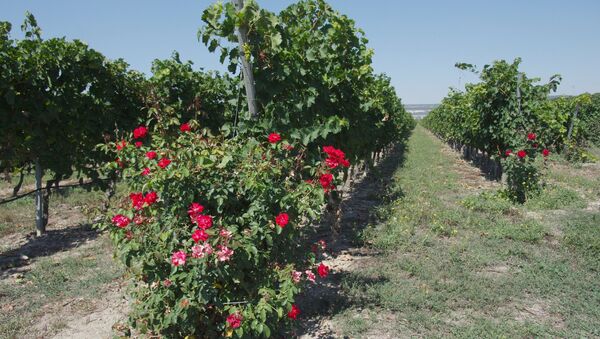Винодельческое хозяйство Шато Люсьен в Крыму. Архивное фото