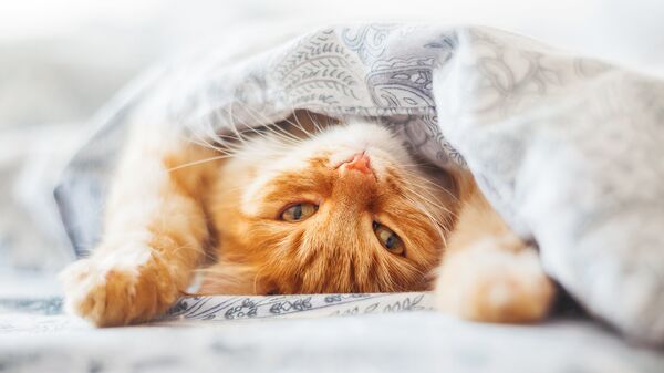Кот под одеялом. Архивное фото