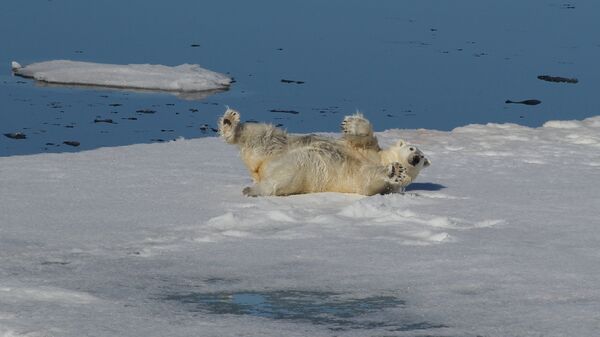 Белый медведь на льдине в Северном Ледовитом океане. Архивное фото
