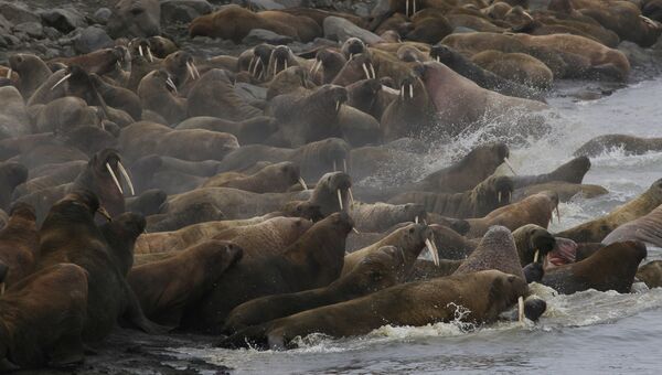 Лежбище моржей на острове Мертвого Тюленя архипелага Земля Франца-Иосифа