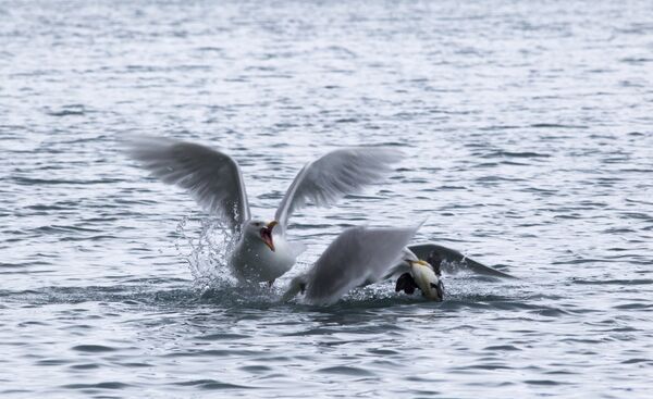 Большие полярные чайки охотятся на птенца кайры в бухте Тихая острова Гукера архипелага Земля Франца-Иосифа