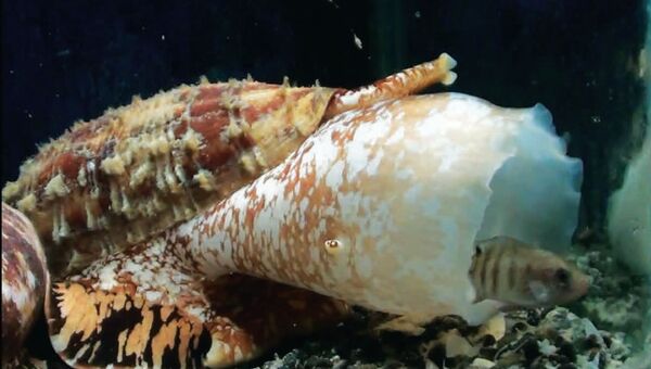 Улитка-конус, один из самых опасных моллюсков в море
