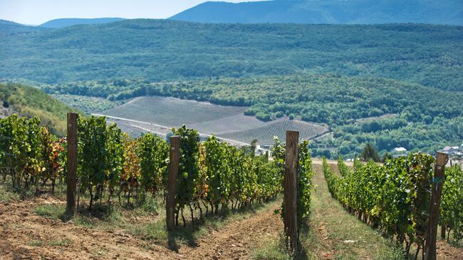 Виноградники винодельческого хозяйства UPPA Winery в селе Родное Балаклавского района Севастополя. Архивное фото