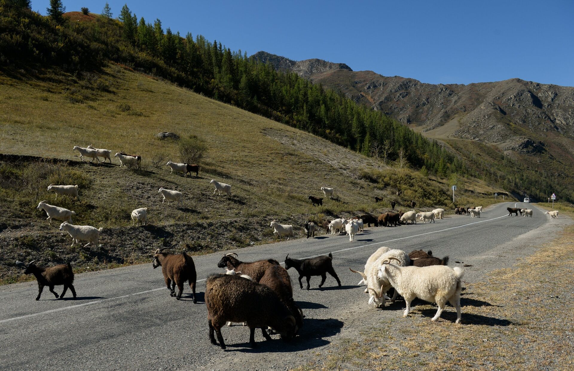 Стадо овец и коз на автомобильной дороге Чуйский тракт в Кош-Агачском районе Республики Алтай