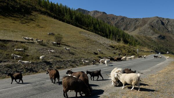 Стадо овец и коз на автомобильной дороге Чуйский тракт в Кош-Агачском районе Республики Алтай