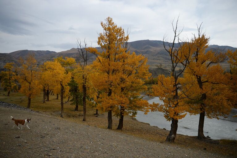 Кош-Агачский район Республики Алтай