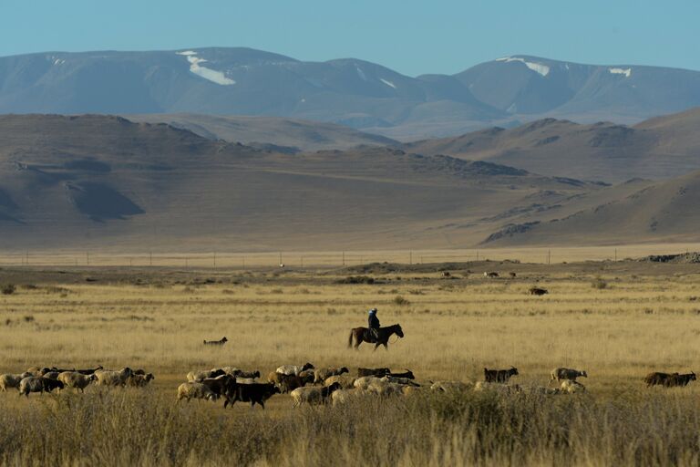Чабан со стадом овец и коз в Чуйской степи в Кош-Агачском районе Республики Алтай