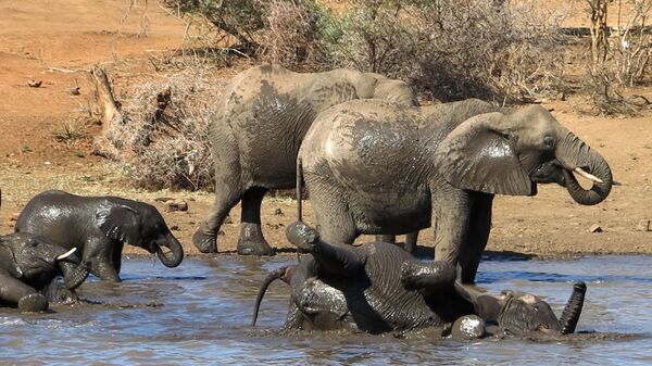 Группа слонов купается в водоеме на территории Национального парка Крюгера в ЮАР 