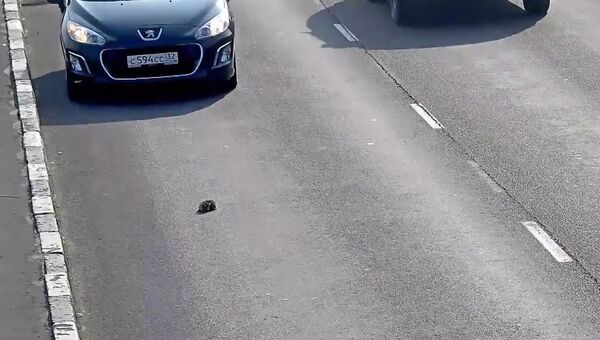 Водитель спас котенка на дороге в Калининграде. Съемка камеры слежения