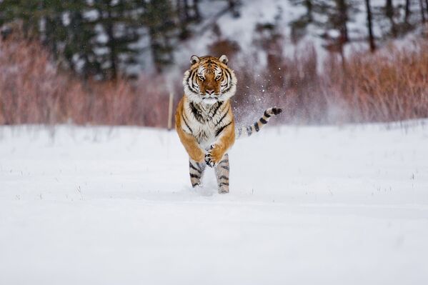 Амурский тигр готовится атаковать