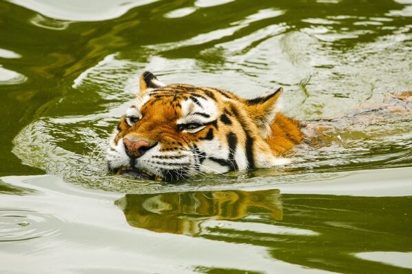 Сибирский тигр рычит во время купания