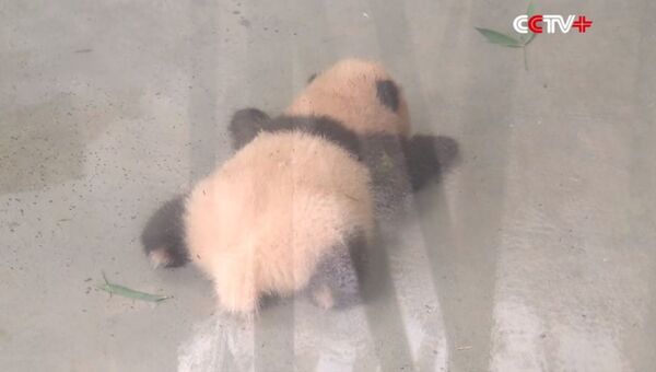 В китайском питомнике посетителям показались двухмесячную панду