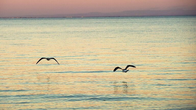 Чайки на Черном море в Евпатории