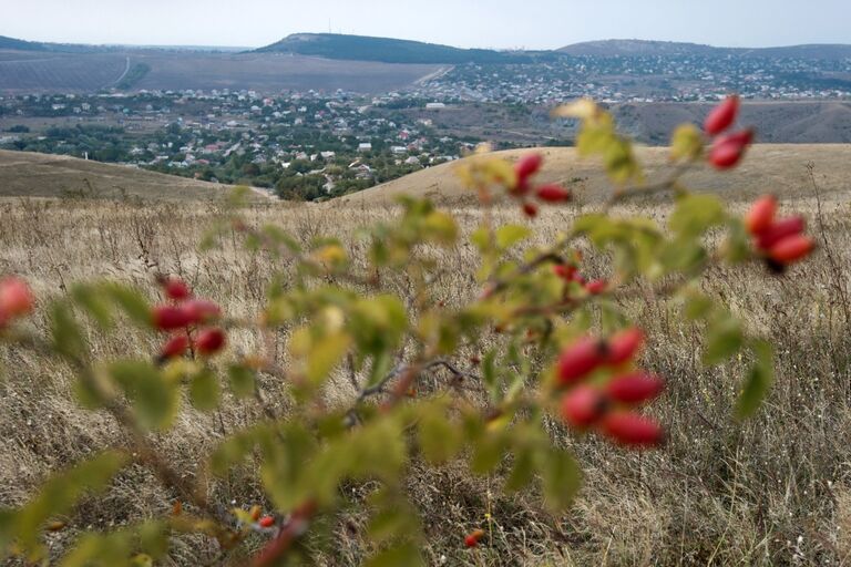 Шиповник в окрестностях села Клиновка Симферопольского района в Крыму