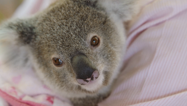 Ветеринары из австралийского зоопарка нянчились с осиротевшим детенышем коалы