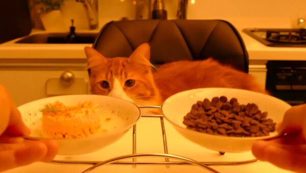 Домашняя еда против магазинной: что выберет кот