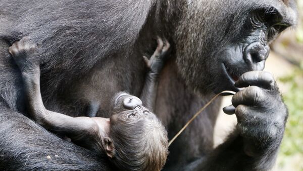 Горилла Шира и ее шестидневный детеныш в зоопарке Франкфурта, Германия