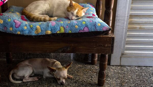 Кошка и собака спят в доме в Гаване 