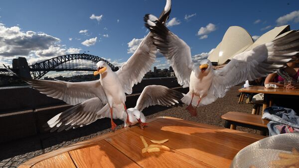 Чайки воруют со стола в ресторане в Сиднее 