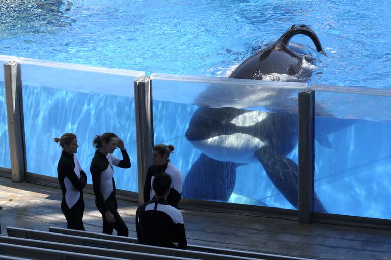 Косатка Тиликум, обитающая в SeaWorld Orlando во Флориде