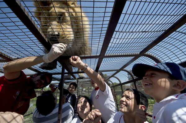 Туристы в Safari Lion Zoo в Ранкагуа в Чили