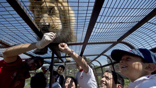Туристы в Safari Lion Zoo в Ранкагуа в Чили