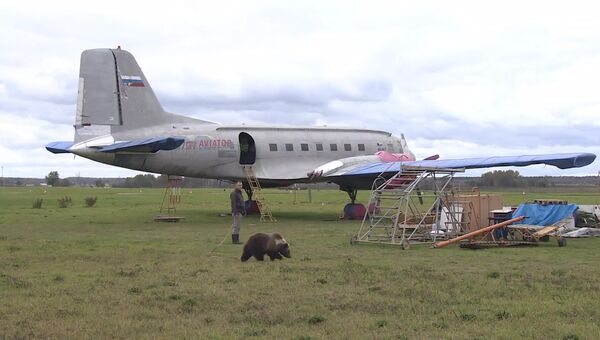Медвежонок Мансур поселился на аэродроме под Тверью и подружился с лайкой