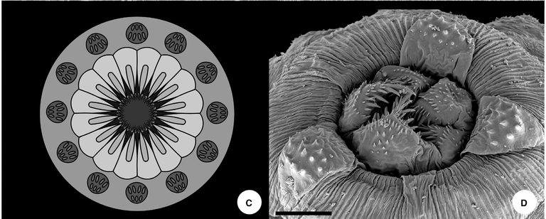 Челюсти древнего червя, найденного в Гренландии