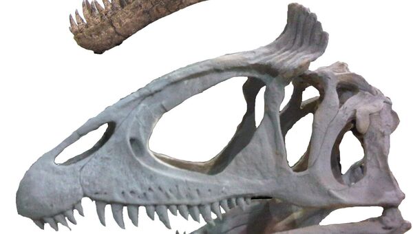 Череп двух видов тираннозавров: с «ирокезом» (снизу) и без (сверху)