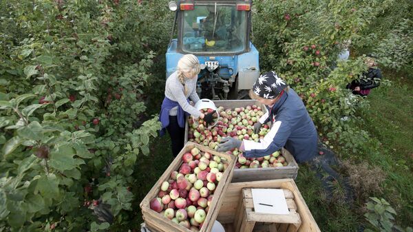Сбор урожая яблок в Белоруссии. Архивное фото