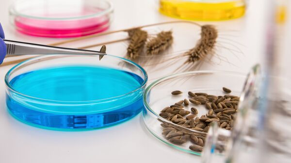 Лабораторные тесты с семенами ГМО-злаков