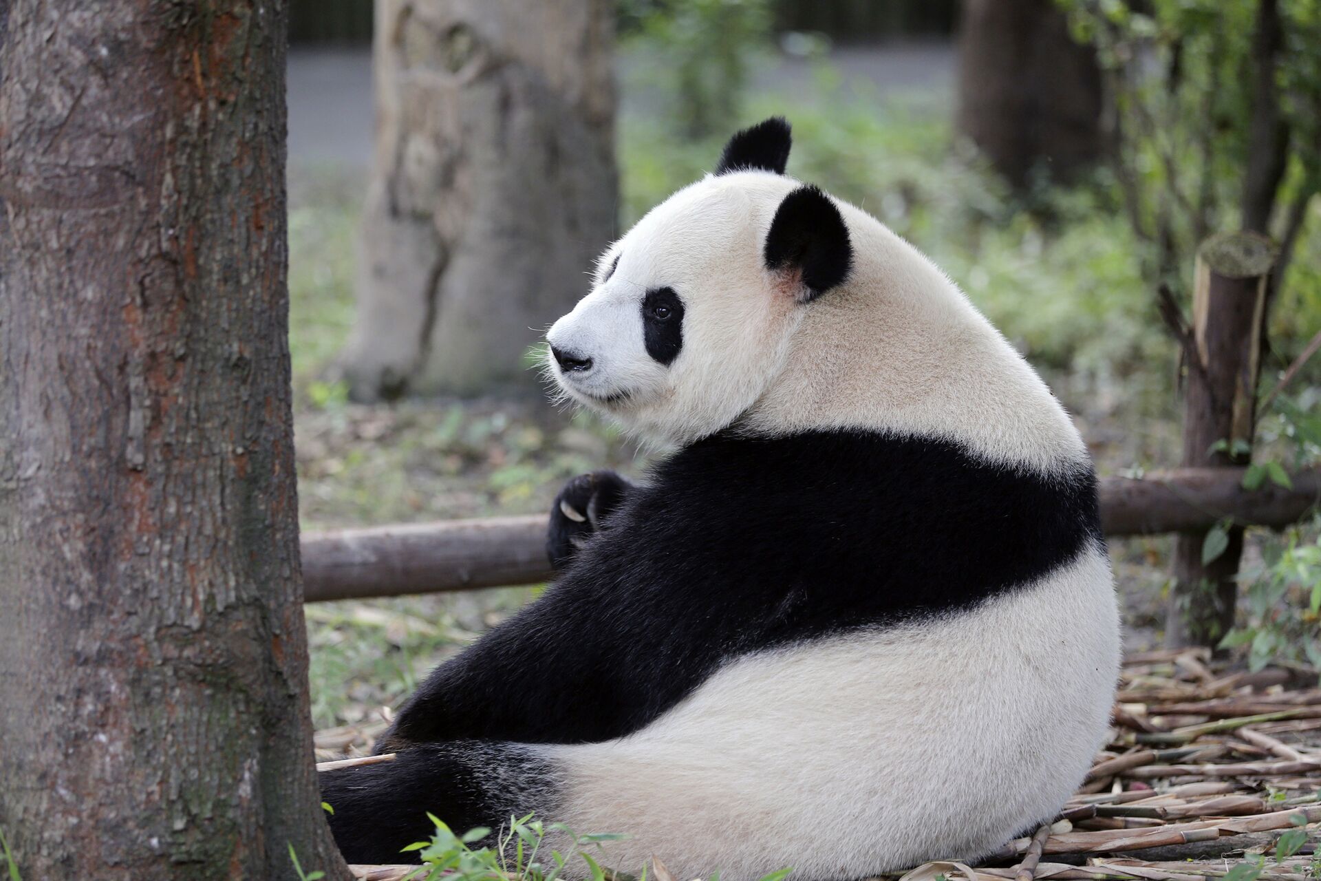 Большая панда в Научно-исследовательском центре разведения панд города Чэнду в Китае - РИА Новости, 1920, 05.11.2020