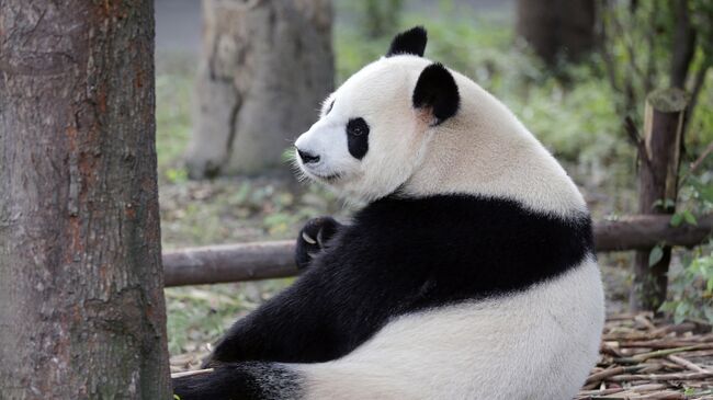 Большая панда в Научно-исследовательском центре разведения панд города Чэнду в Китае. Архивное фото