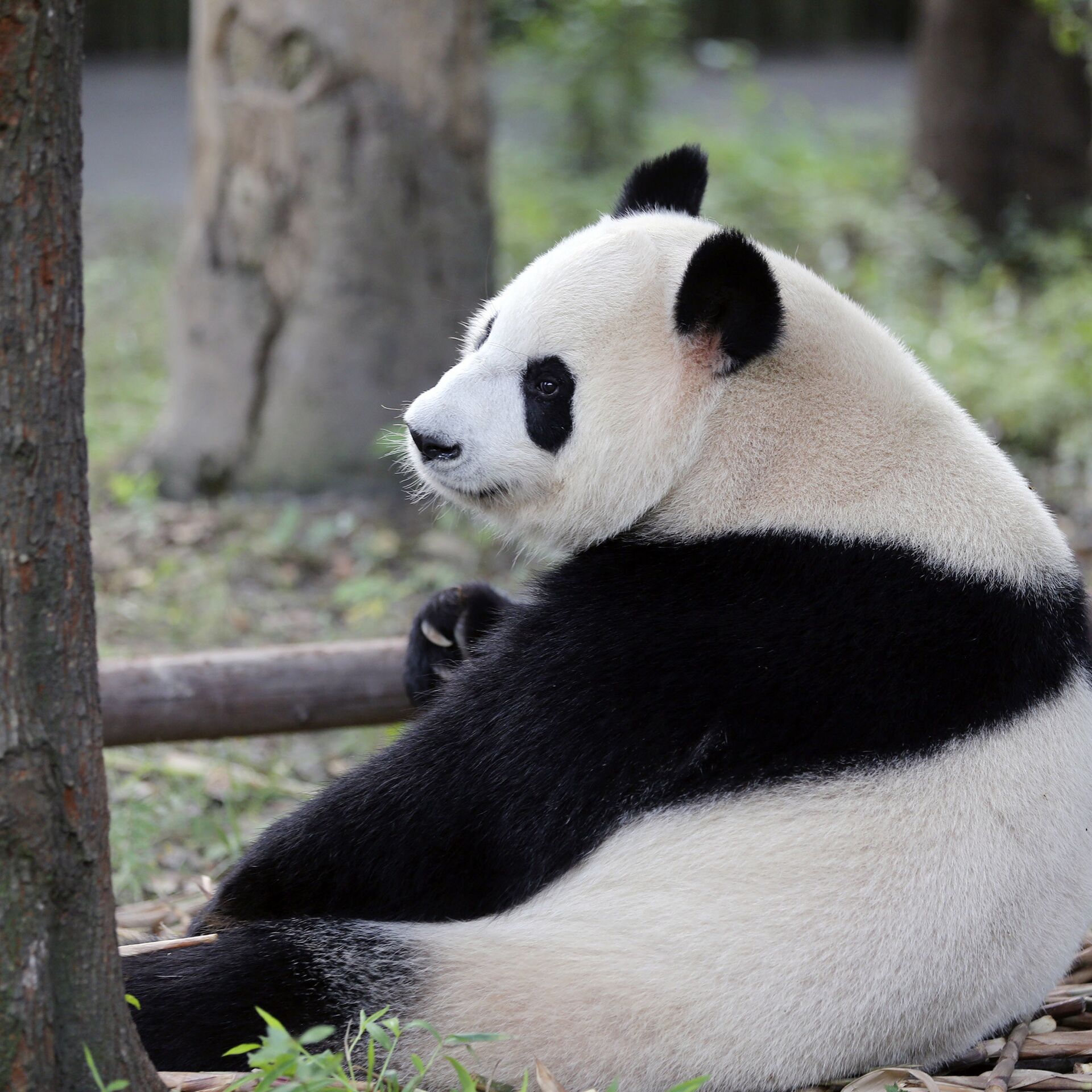 Большая панда сколько живут. Панда в Китае. Панда это медведь или енот. Панда приносящая удачу. Тем временем Панда.