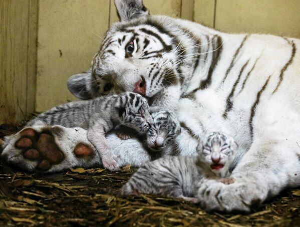 Новорожденные тигрята бенгальского тигра в зоопарке возле города Лодзь, Польша