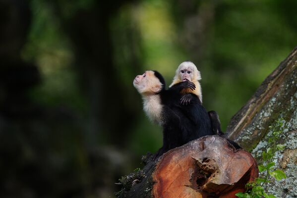 Обыкновенные капуцины в зоопарке Сан-Сальвадора, Сальвадор
