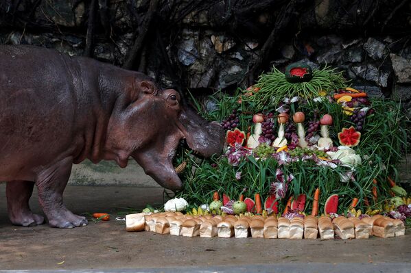 Бегемотиха Мали ест угощения в честь ее дня рождения в зоопарке Таиланда