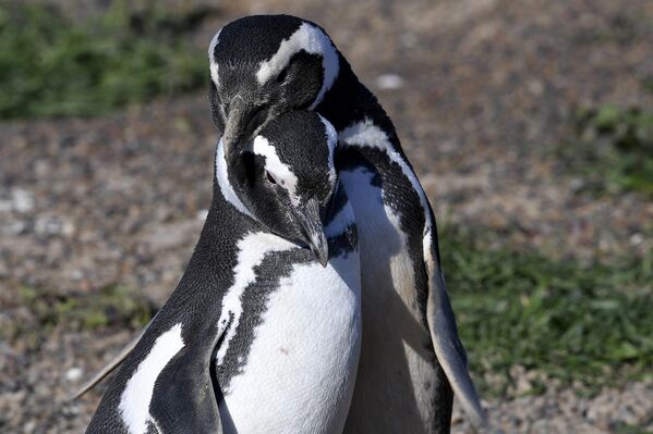 Магеллановы пингвины во время сезона размножения в Аргентине