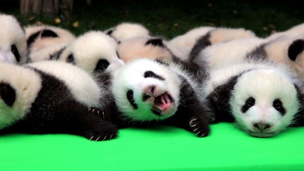 Детеныши панды на выставке в научно-исследовательской базе по разведению панд в Чэнду, Китай