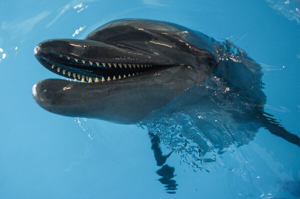 Дельфин на открытии Центра плавания с дельфинами в Центре океанографии и морской биологии Москвариум в Москве