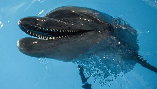 Дельфин. Архивное фото
