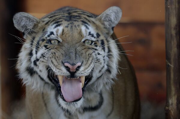 Девятилетний тигр на территории заповедника Биг-Кэт в парке Лайнсрок. Бетлехем, ЮАР