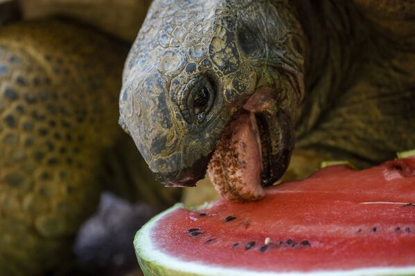 Гигантская черепаха ест арбуз в Биопарке в Риме, Италия