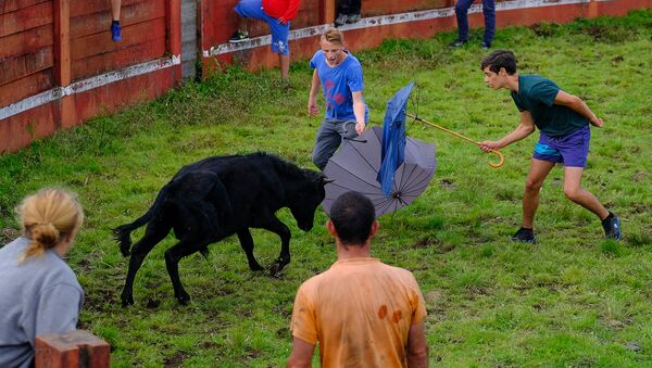 Во время боя быков на острове Пику в Португалии