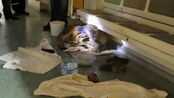 Новорожденные щенки в метро: дворняжка родила в вагоне столичной подземки