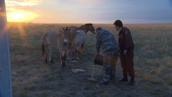 Путин покормил лошадей Пржевальского в заповеднике под Оренбургом