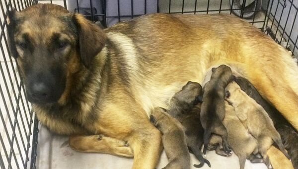 Собака и девять щенков, которые родились в понедельник в вагоне московской подземки